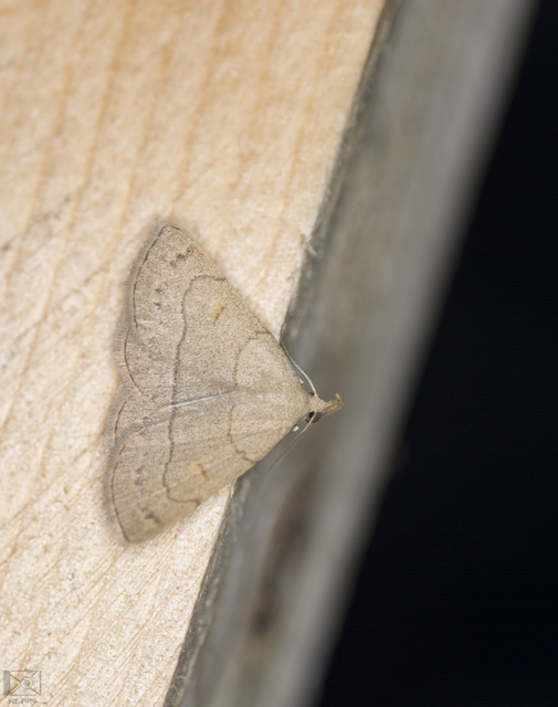 Paracolax tristalis - sárgás karcsúbagoly