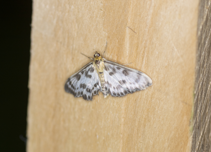Anania hortulata - tarka csalánmoly