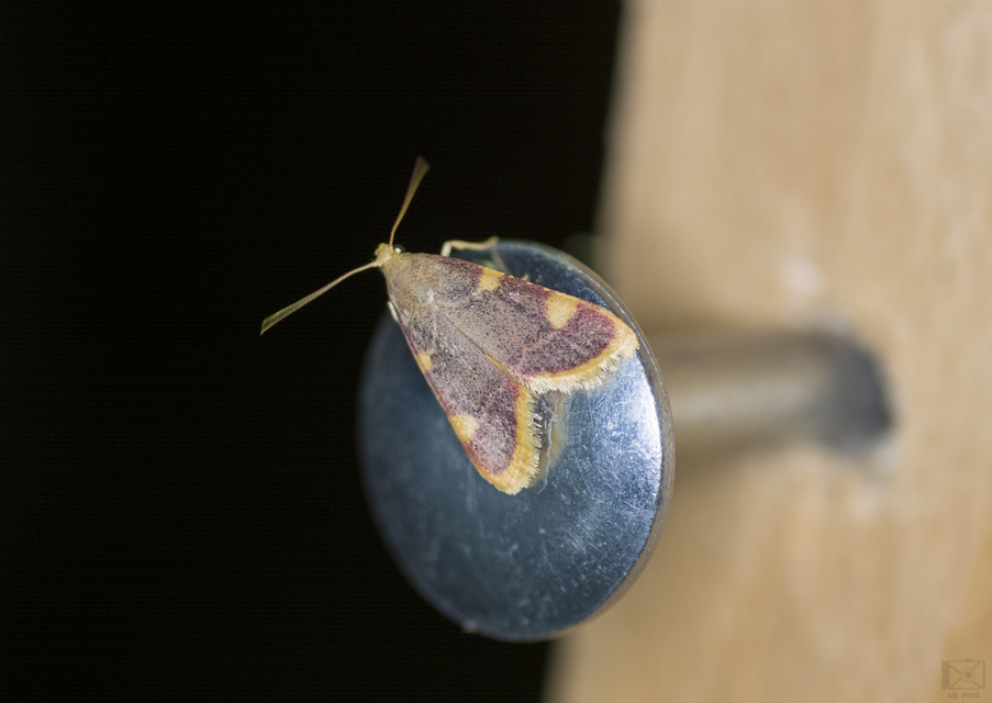 Hypsopygia costalis - szénailonca