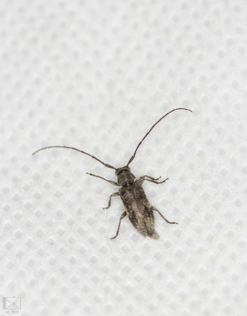 Exocentrus adspersus - tölgyfa-rőzsecincér