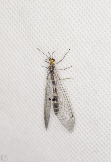 Megistopus flavicornis - kétfoltos hangyaleső