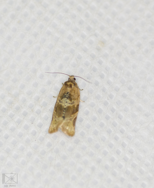 Argyrotaenia ljungiana - ékes sodrómoly