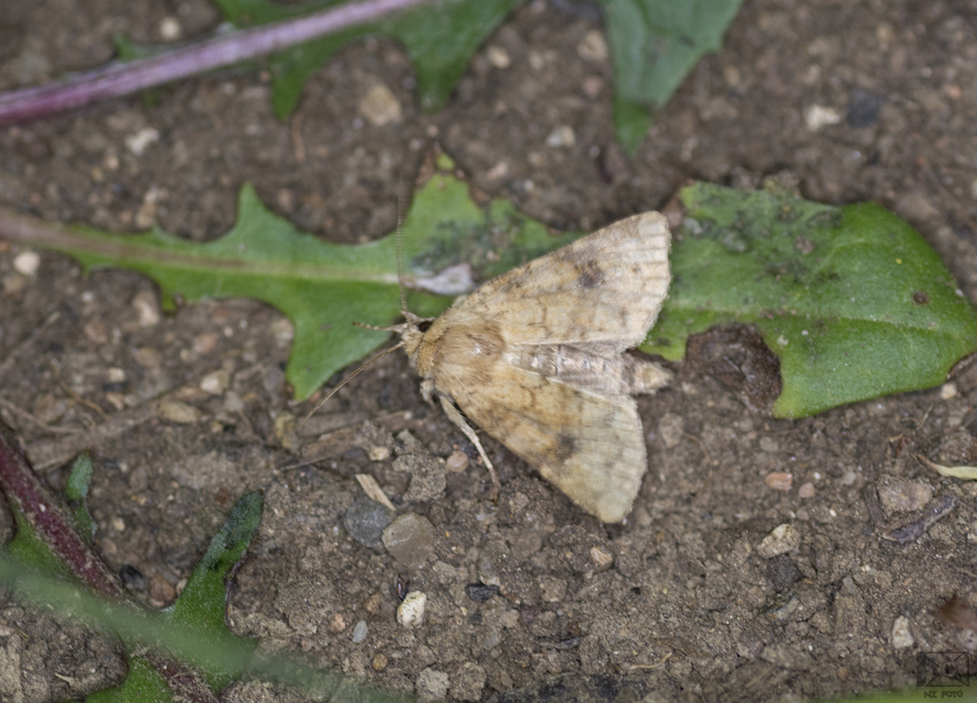 Atypha pulmonaris - tüdőfű-levélbagoly