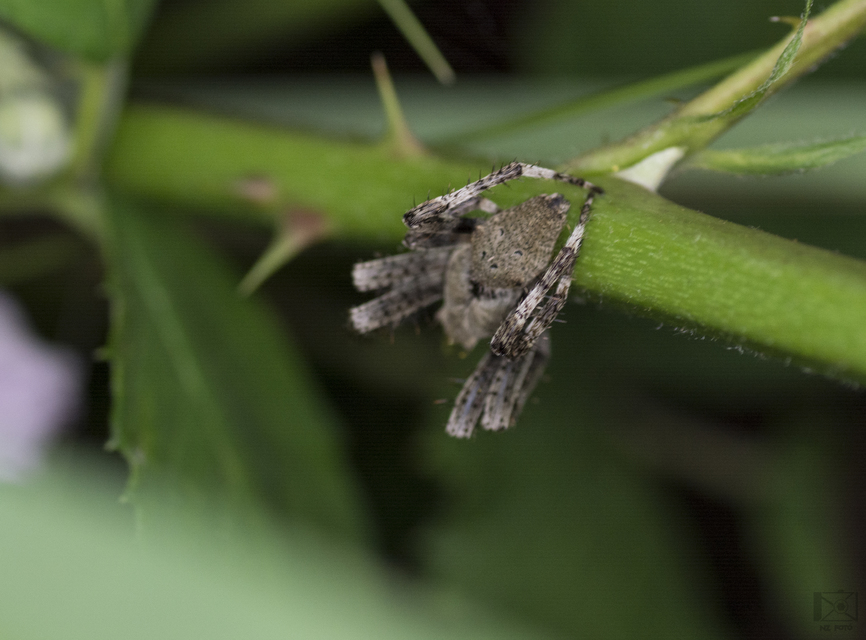 Araneus circe/angulatus