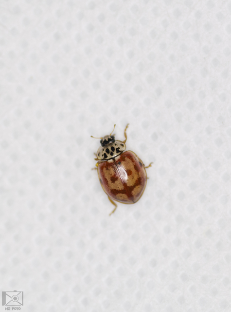 Harmonia quadripunctata - négypettyes katica