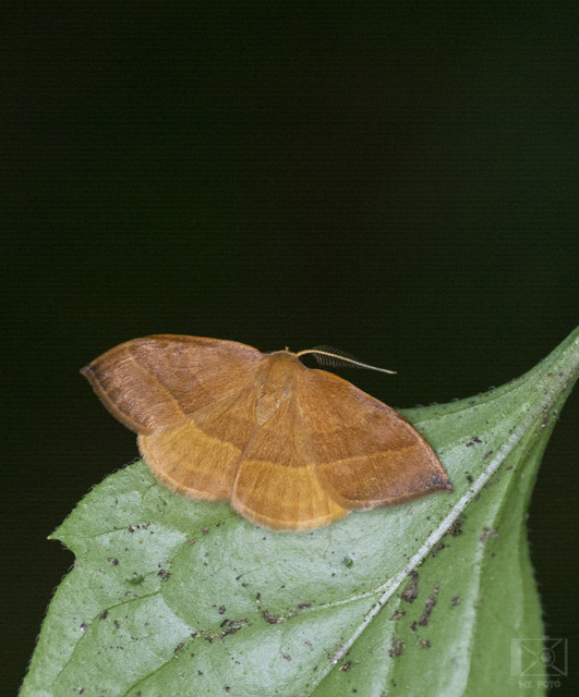 Watsonalla cultraria - bükkfa-sarlósszövő