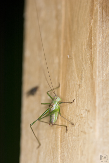 Leptophyes albovittata - közönséges virágszöcske