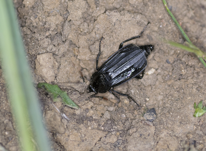 Necrodes littoralis - nagy dögbogár