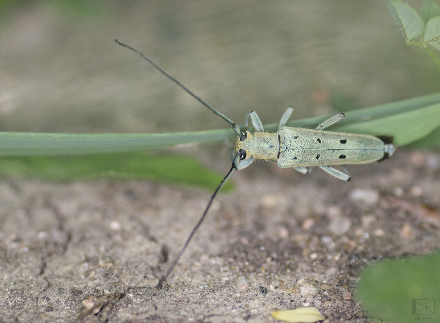 Saperda octopunctata - nyolcpontos cincér