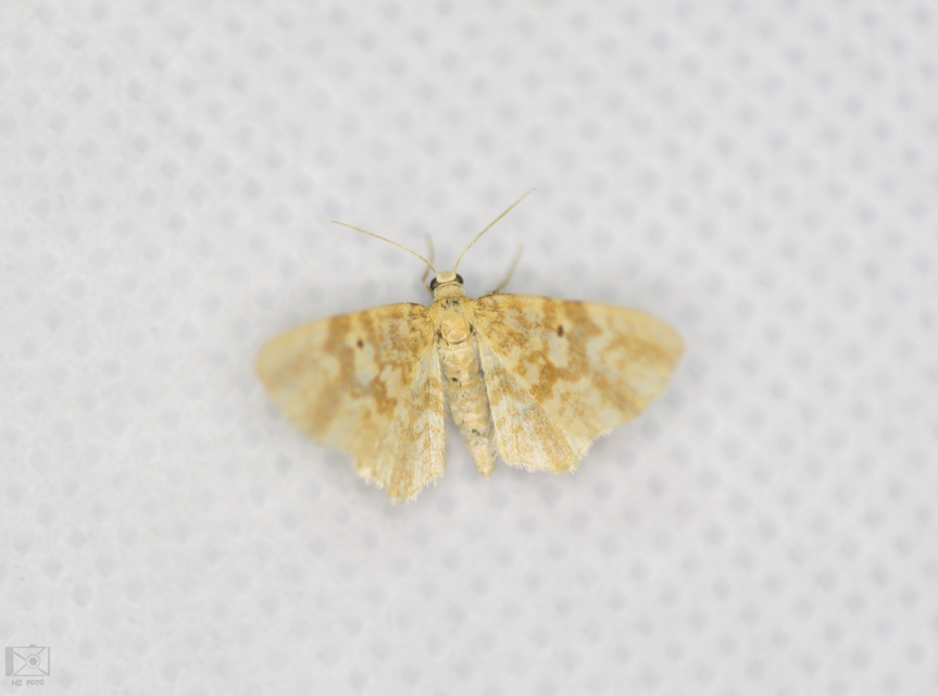 Hydrelia flammeolaria - narancssárga araszoló