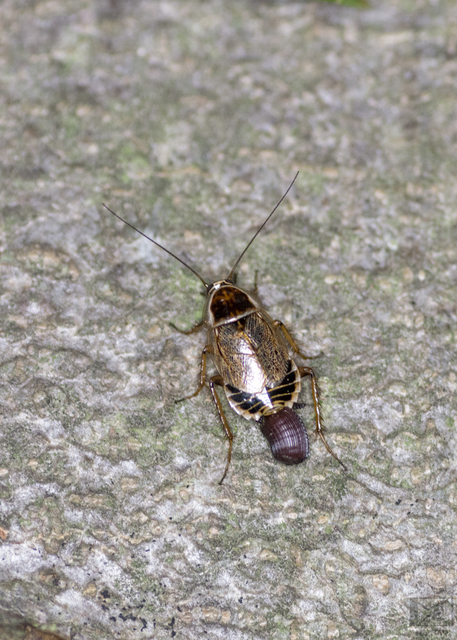 Ectobius sylvestris - fekete erdeicsótány