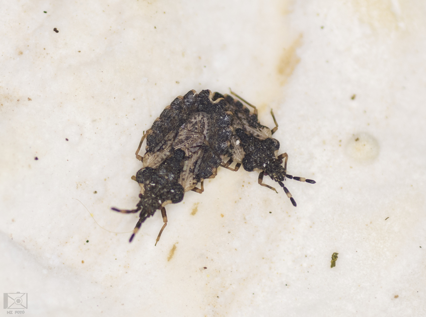 Aradus versicolor - tarka kéregpoloska