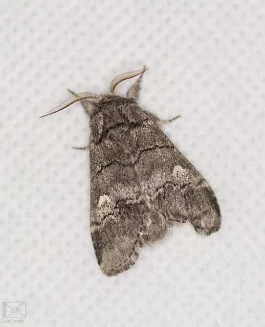 Drymonia querna - tölgyfa-púposszövő