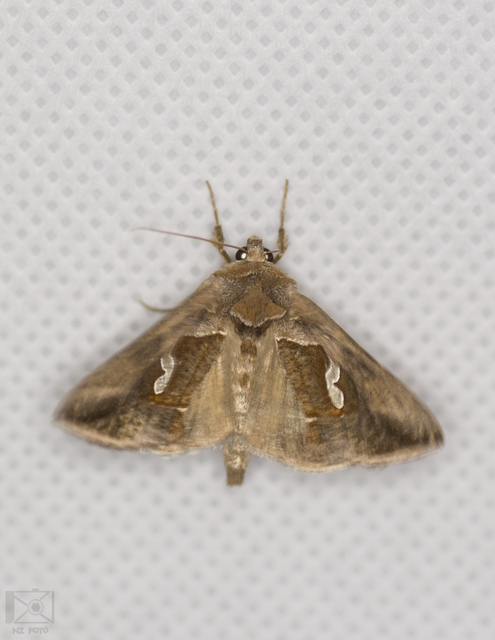 Macdunnoughia confusa - cseppfoltos ezüstbagoly