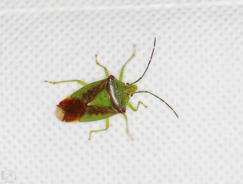 Acanthosoma haemorrhoidale - nagy dajkapoloska Acanthosoma haemorrhoidale - nagy dajkapoloska