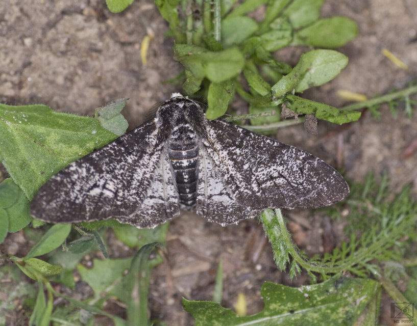 Biston betularia - szürkepettyes araszoló