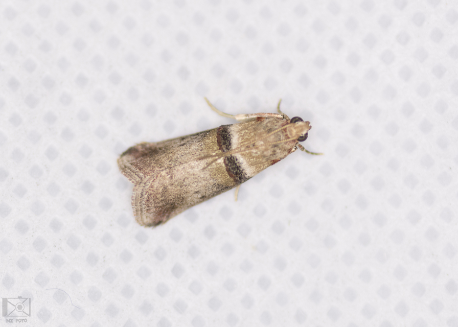 Acrobasis tumidana - bordás karcsúmoly