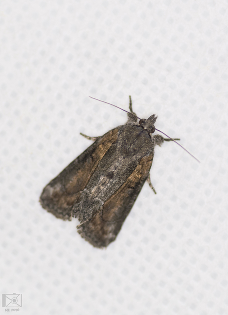 Bryophila raptricula/felina