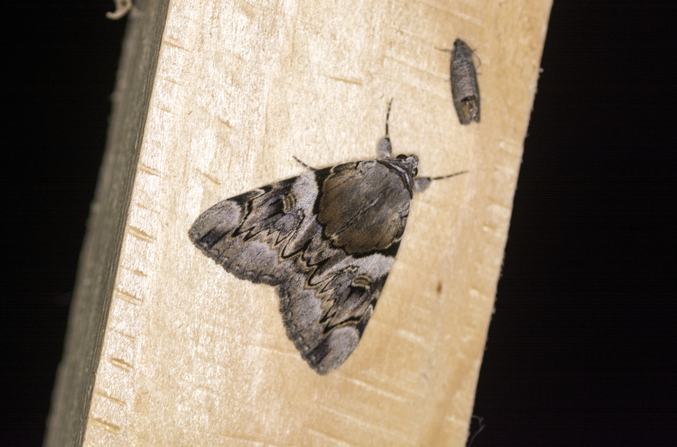 Catocala fulminea - galagonya-övesbagoly