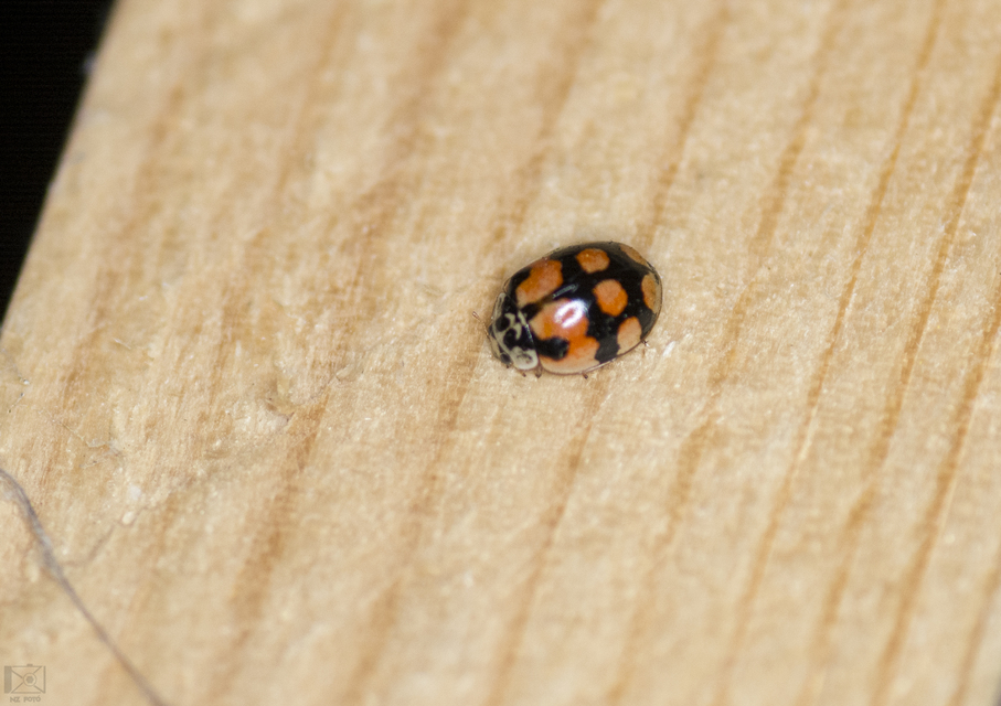 Adalia decempunctata - tízpettyes katica