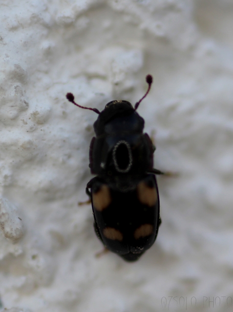 Glischrochilus quadrisignatus - amerikai fénybogár Glischrochilus quadrisignatus - amerikai fénybogár
