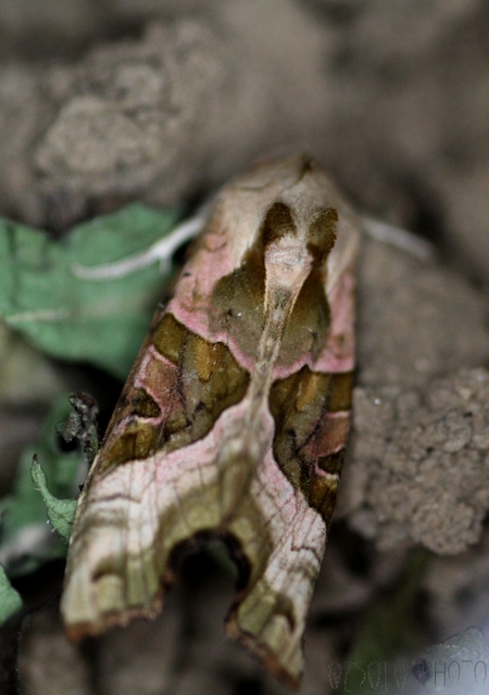 Phlogophora meticulosa - vándorló csipkésbagoly