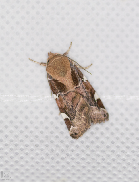 Cosmia diffinis - szilfa-lombbagoly