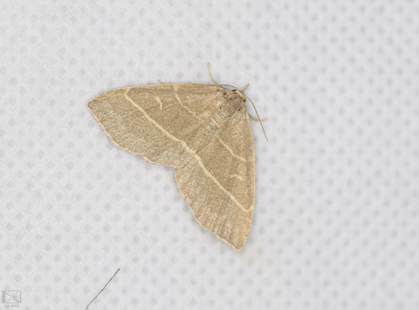 Trisateles emortualis - sárgacsíkos karcsúbagoly