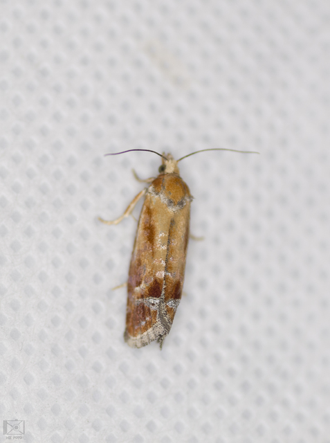 Rhyacionia