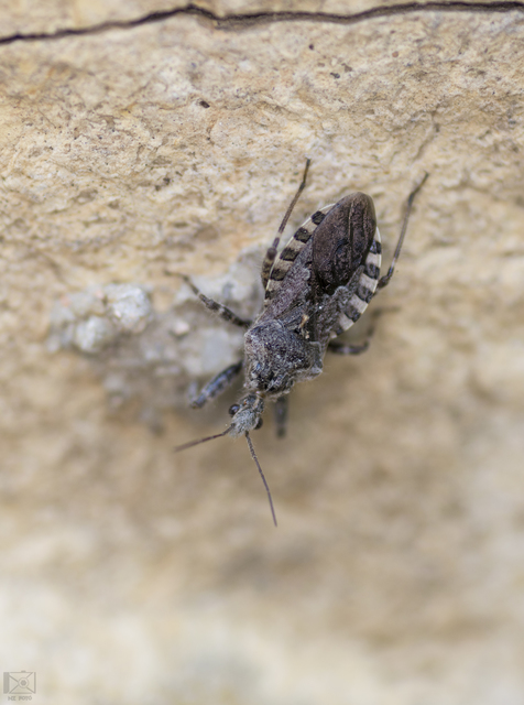 Coranus