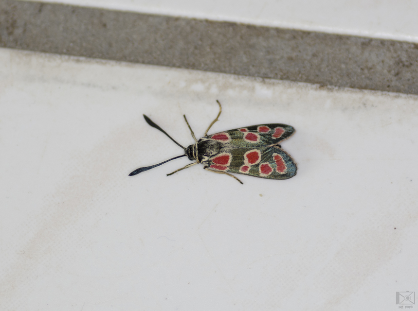 Zygaena carniolica - fehérgyűrűs csüngőlepke