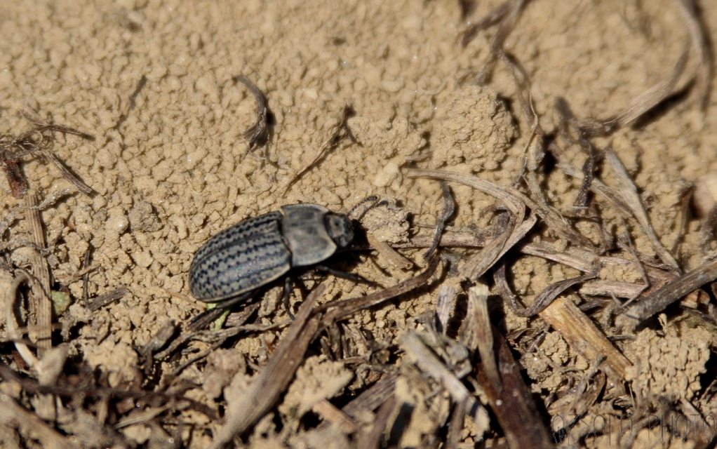Opatrum sabulosum - sároshátú gyászbogár