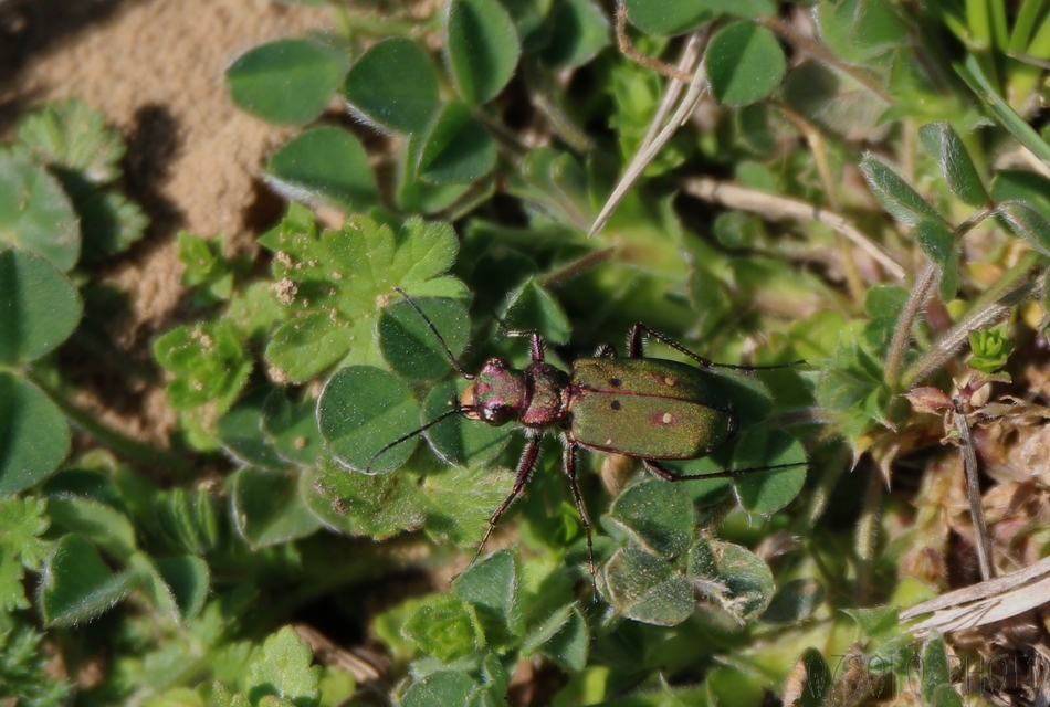 Cicindela campestris - mezei homokfutrinka