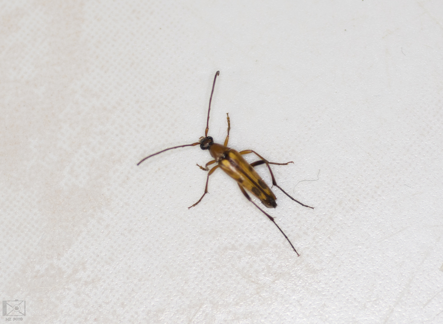 Stenurella septempunctata - hétpettyes karcsúcincér