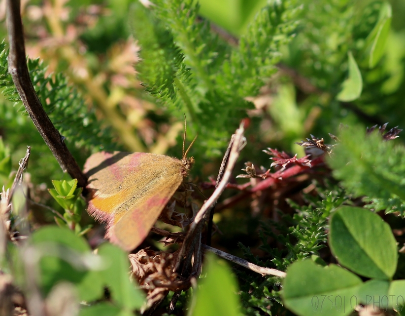 Lythria purpuraria - bíborsávos araszoló