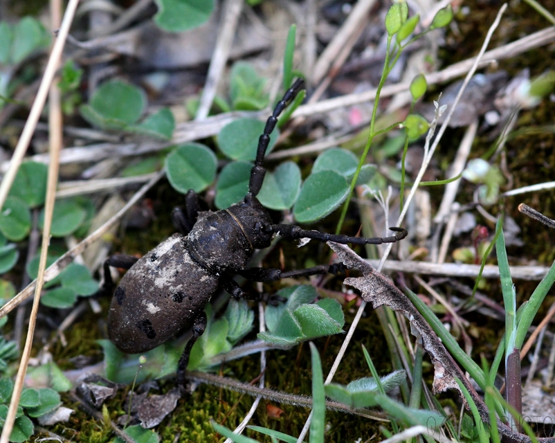 Herophila tristis - selymes alkonycincér