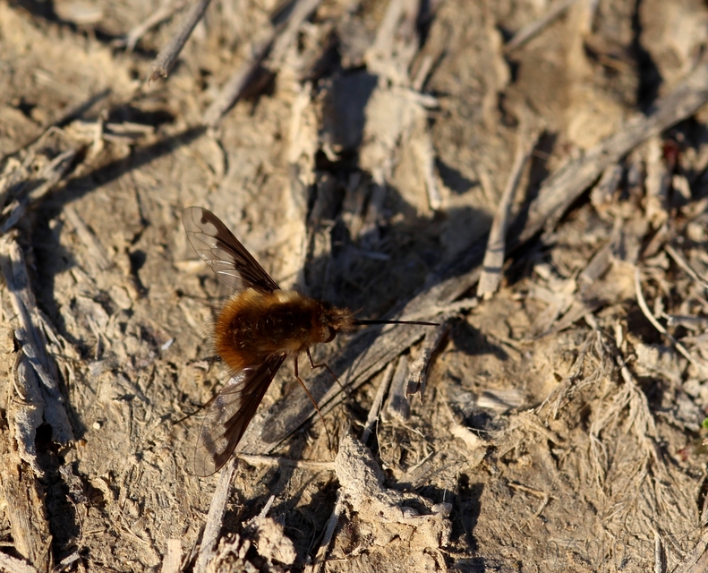 Bombylius major - szegélyes pöszörlégy