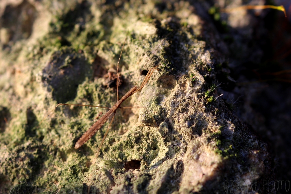 Metapterus caspicus
