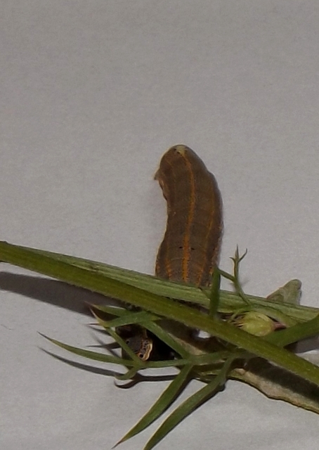 Anophia leucomelas - déli folyófűbagoly