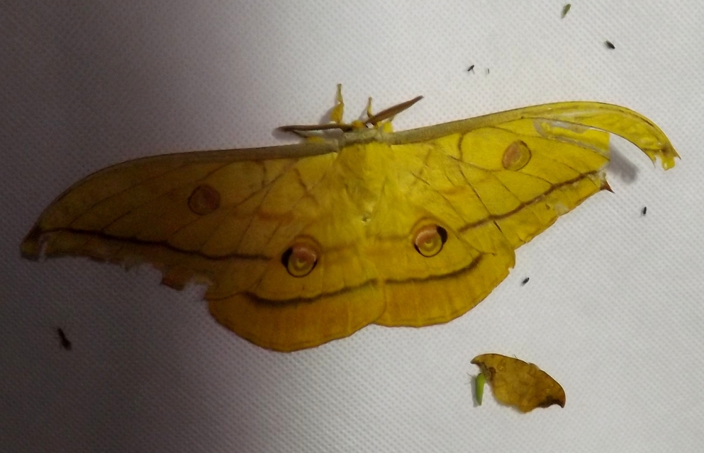Cicadella viridis - méregzöld kabóca