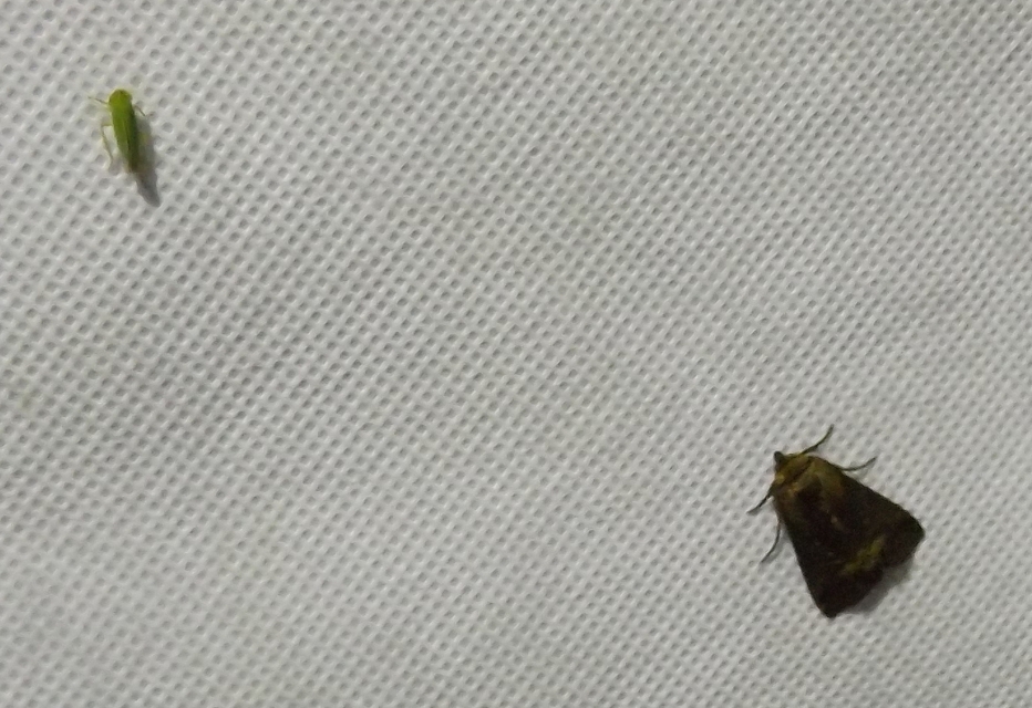 Abrostola