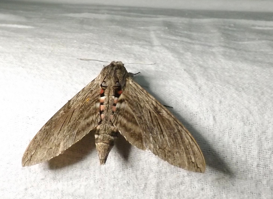 Agrius convolvuli - szulákszender