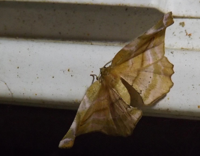 Apeira syringaria - orgona-araszoló