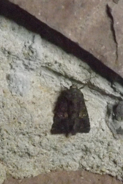 Anophia leucomelas - déli folyófűbagoly
