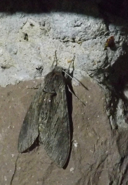 Agrius convolvuli - szulákszender