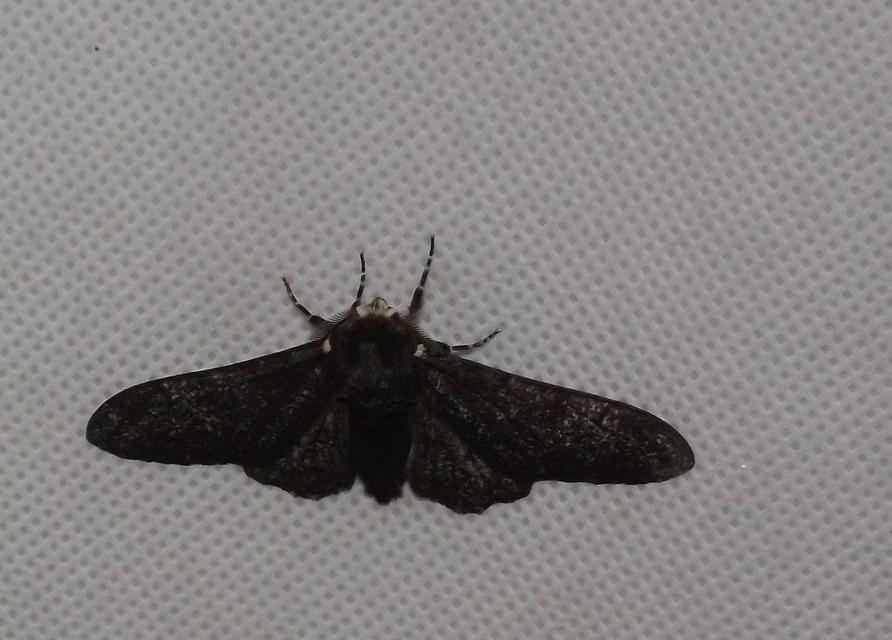 Biston betularia - szürkepettyes araszoló
