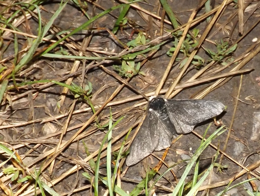 Biston betularia - szürkepettyes araszoló