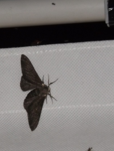 Biston betularia - szürkepettyes araszoló