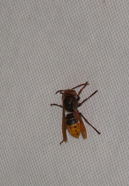 Vespa crabro - lódarázs