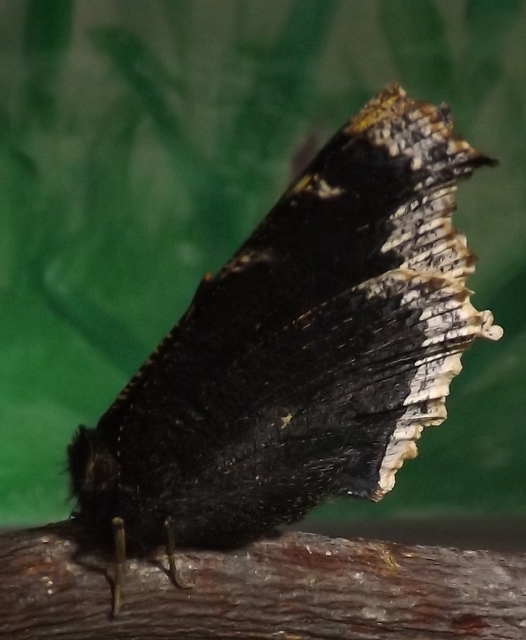 Nymphalis antiopa - gyászlepke